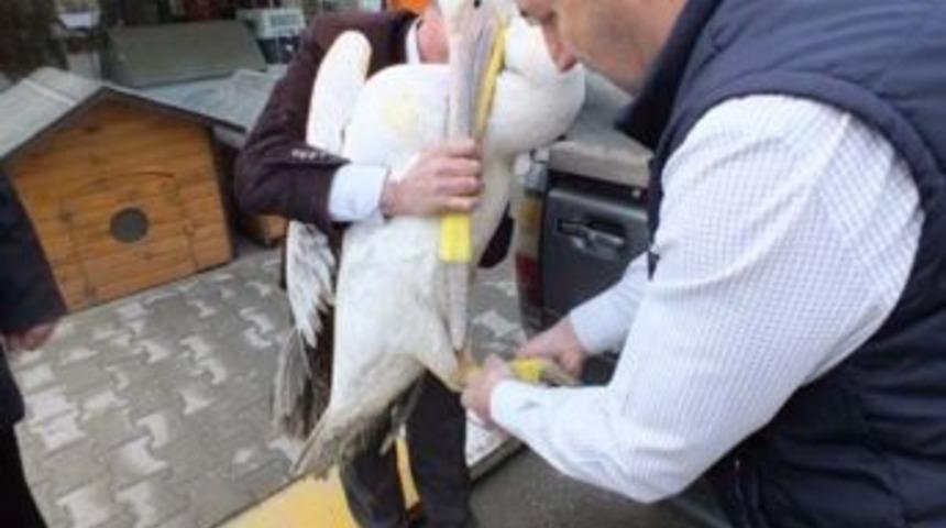 Tedavisi Tamamlanan Pelikan Poyrazlar G&ouml;l&uuml;ne Salındı