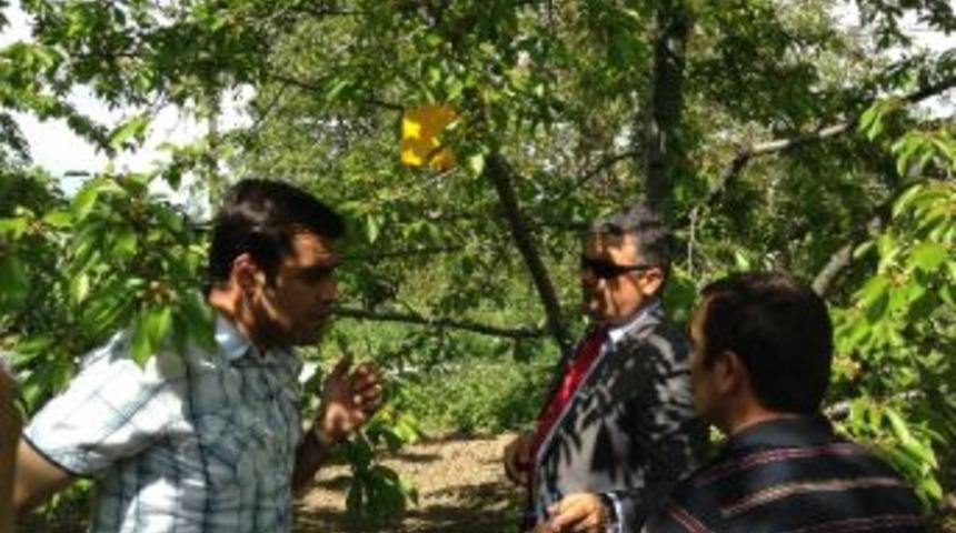 Meyve Bah&ccedil;elerine B&ouml;cek Tuzakları Asıldı