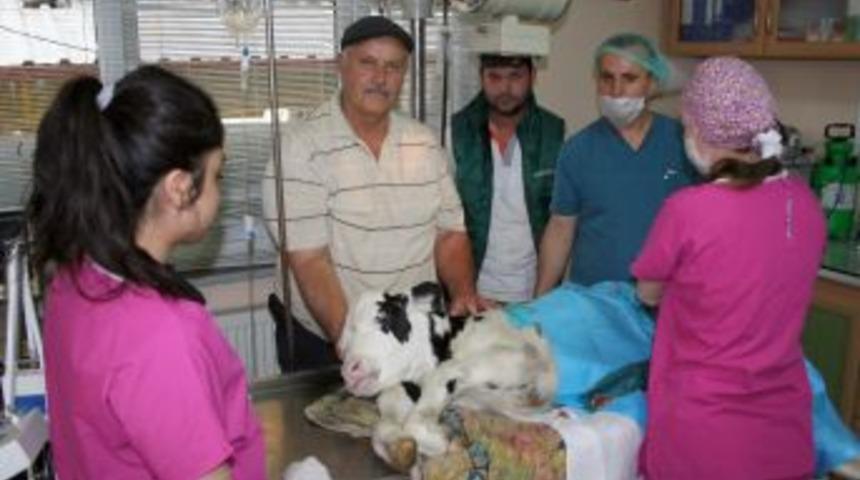 Doğumda Kal&ccedil;a Kemiği Kırılan 2 G&uuml;nl&uuml;k Buzağıya Platin Takıldı