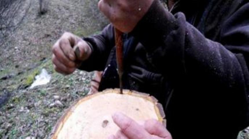 Sultanhisar&rsquo;dan Cevizcilik Atılımı