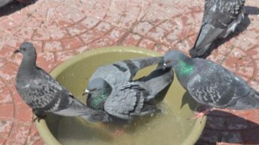 Sıcaktan Bunalan G&uuml;vercinlerin İmdadına Esnaf Yetişti