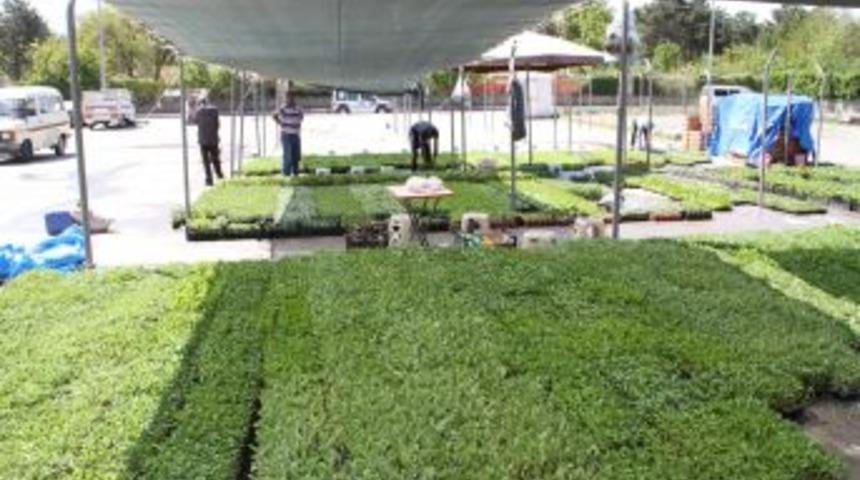 Fidecilere Yeni Fide Pazarı