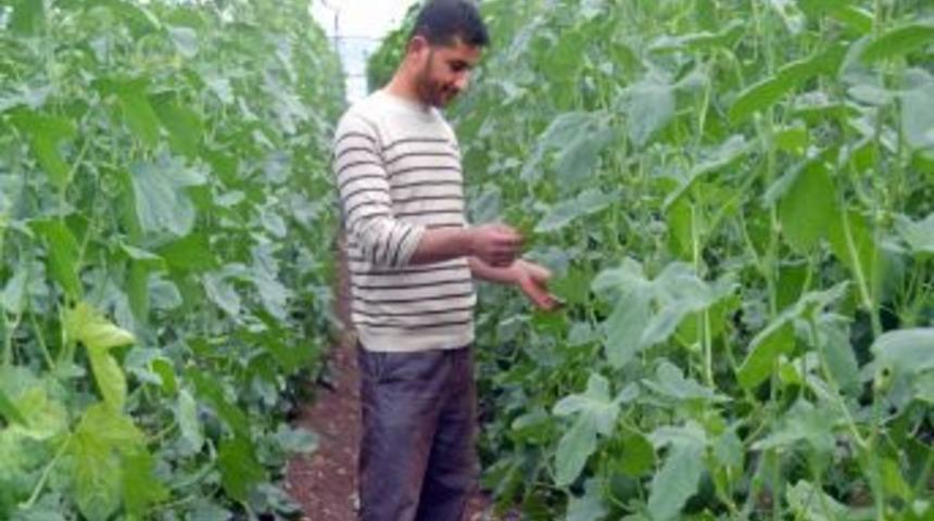 Makul Fiyat, Bol &Uuml;r&uuml;n &Ccedil;ift&ccedil;iye Daha &Ccedil;ok Para Kazandırdı