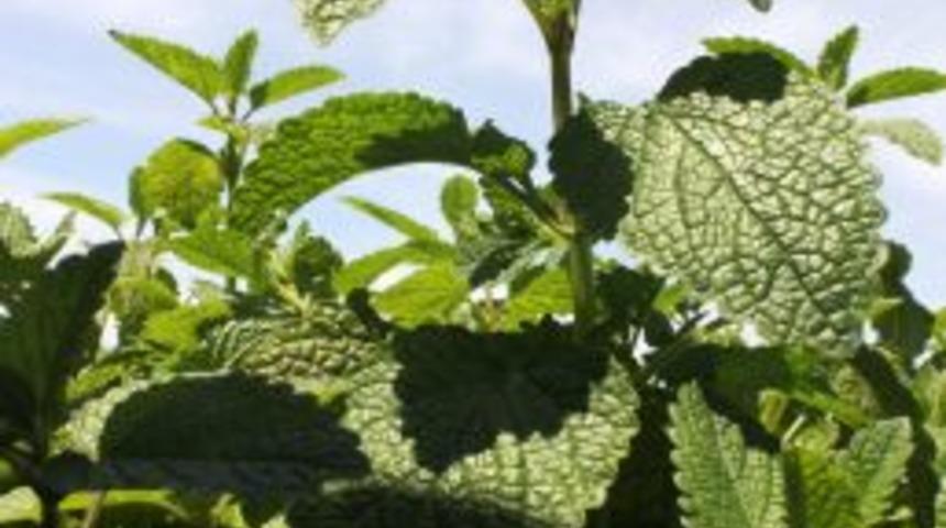 Adana&rsquo;dan Almanya&rsquo;ya Tıbbi Aromatik Bitki Ihracatı