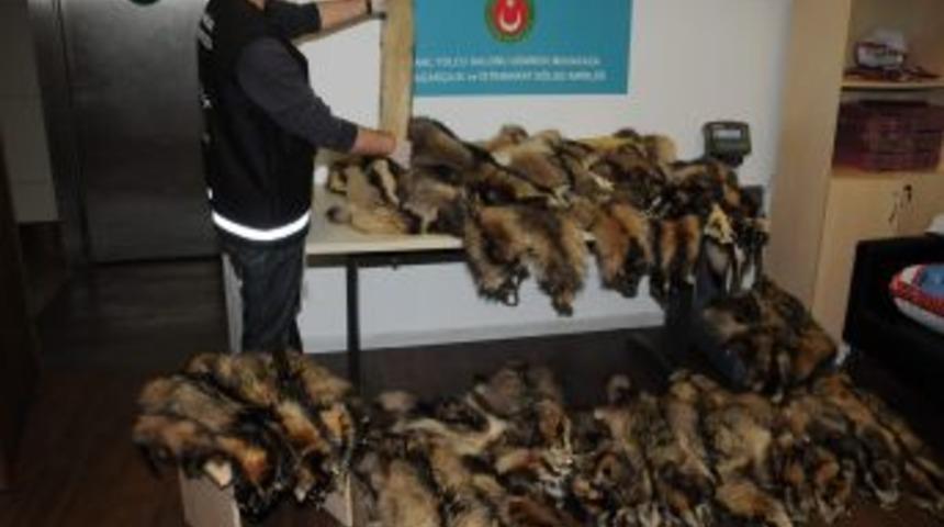 Ukraynalı Kadınlar Samur Postlarıyla Yakalandı