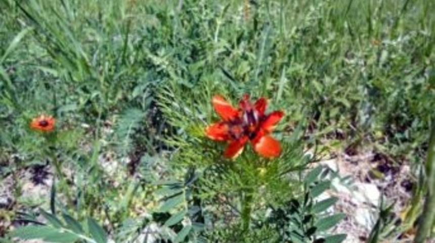 Tema Kayseri Ekipleri Boş Durmuyor