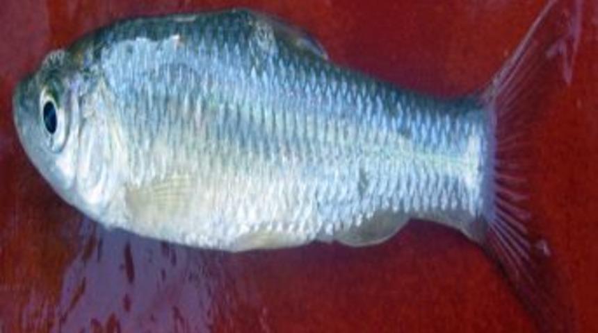 İstilacı Balıklar, Akarsu Ve G&ouml;llerdeki Eko Sistemi Tehdit Ediyor