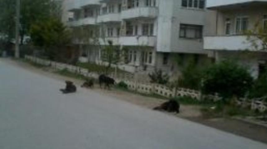 Karasu&rsquo;da K&ouml;pek İstilası