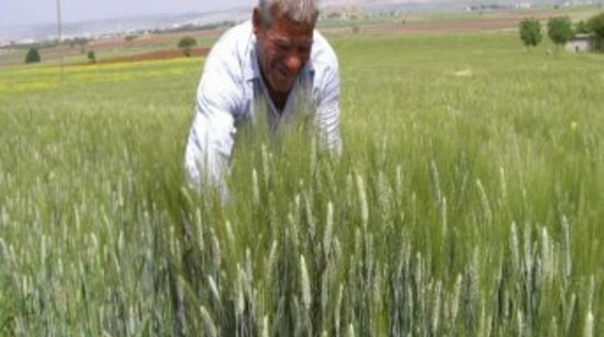 Arabanlılar Firik Festivali İstiyor