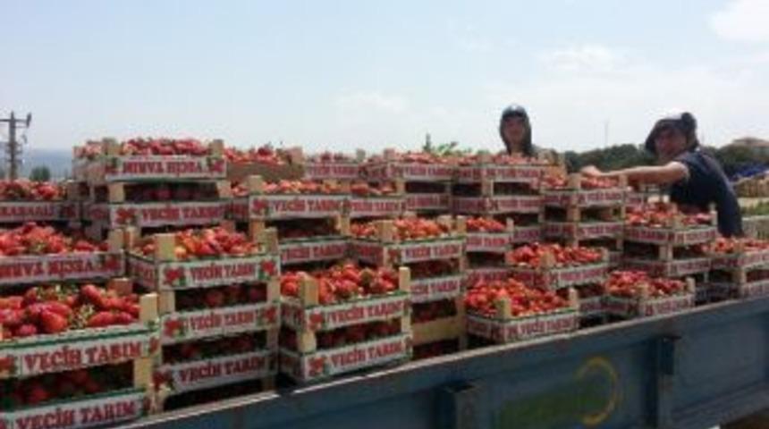 K&ouml;pr&uuml;başı&rsquo;nda &Ccedil;ilek Y&uuml;z G&uuml;ld&uuml;r&uuml;yor