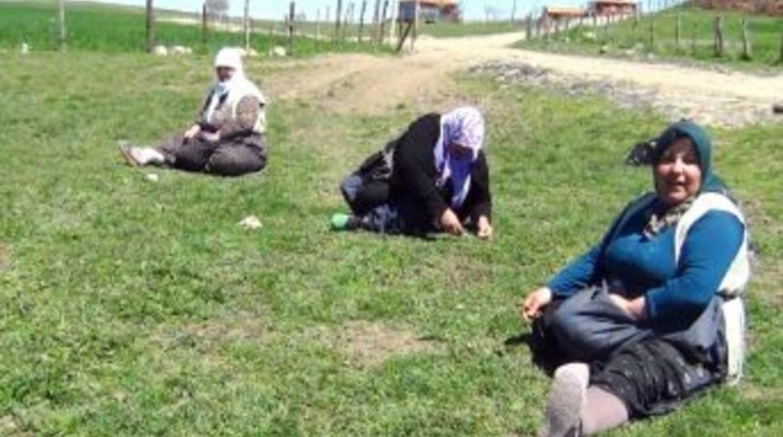 Yozgatlı Kadınlar Kış Yiyeceği Olarak Madımak Topluyor