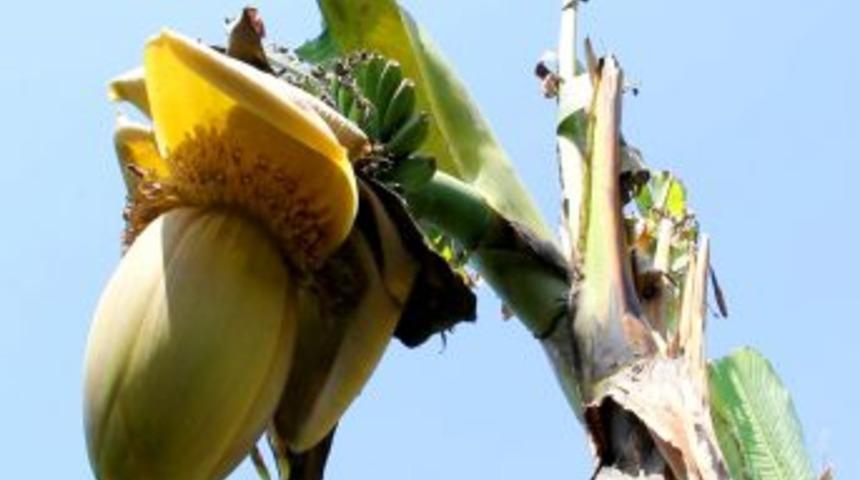 Giresun'da S&uuml;s Ama&ccedil;lı Dikilen Muz Ağa&ccedil;ları Meyve Verdi