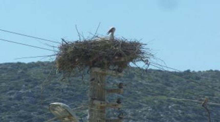 Baharın Habercisi Leylekler Yuvalarına D&ouml;nd&uuml;