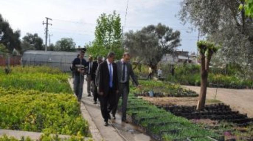 Başkan Alıcık, Belediye Fidanlığını Gezdi