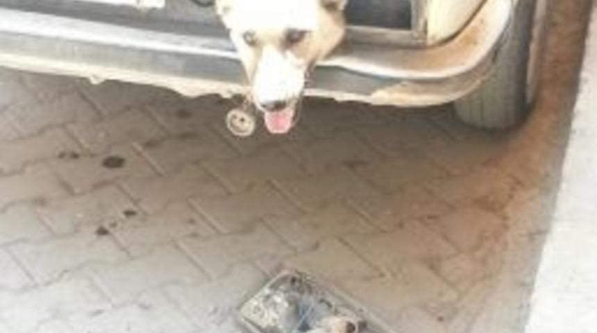 K&ouml;peğin &Ouml;l&uuml;m Kalım Savaşı