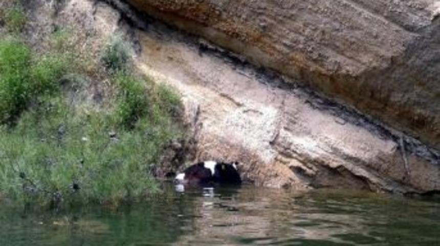 Baraj G&ouml;l&uuml;nde İnek Kurtarma Operasyonu