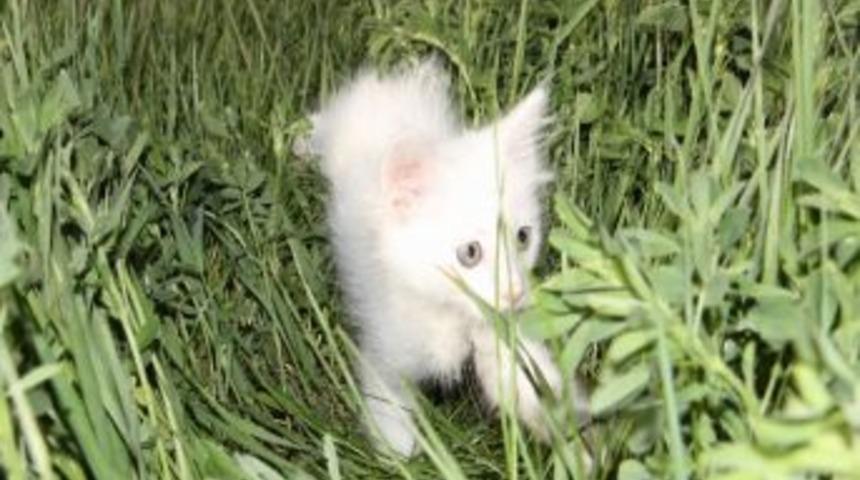 Van Kedilerinin Bahar Mutluluğu