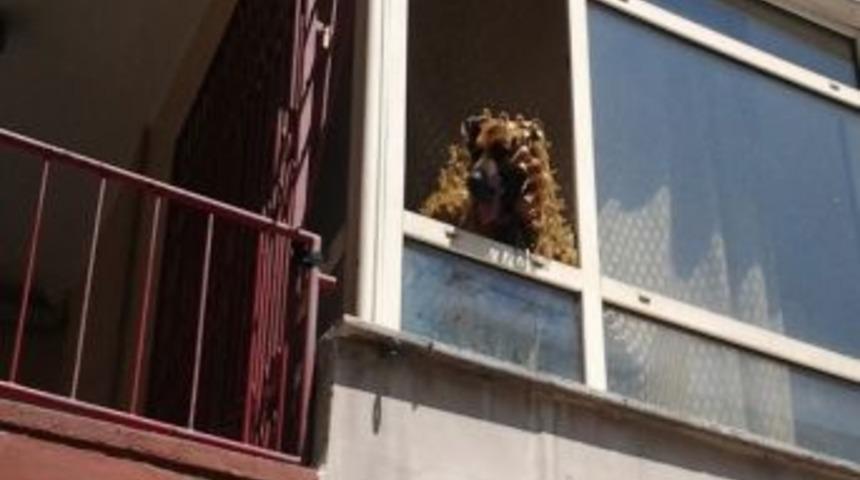 "paşa", Polisi Ve İtfaiyeyi Alarma Ge&ccedil;irdi