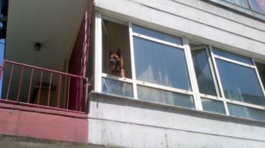 İşyerine Kapatılan 'Paşa'nın Havlamaları Mahalleliyi Uyutmadı