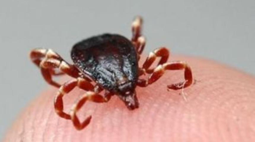 &Ccedil;orum'da 4 Ayda 785 Kene Başvurusu