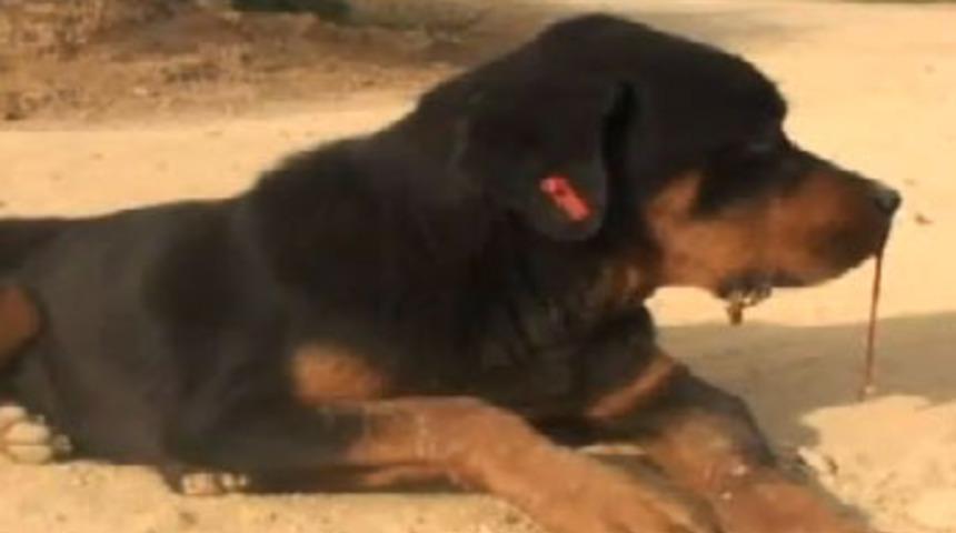 Silivri'de k&ouml;pek katliamı