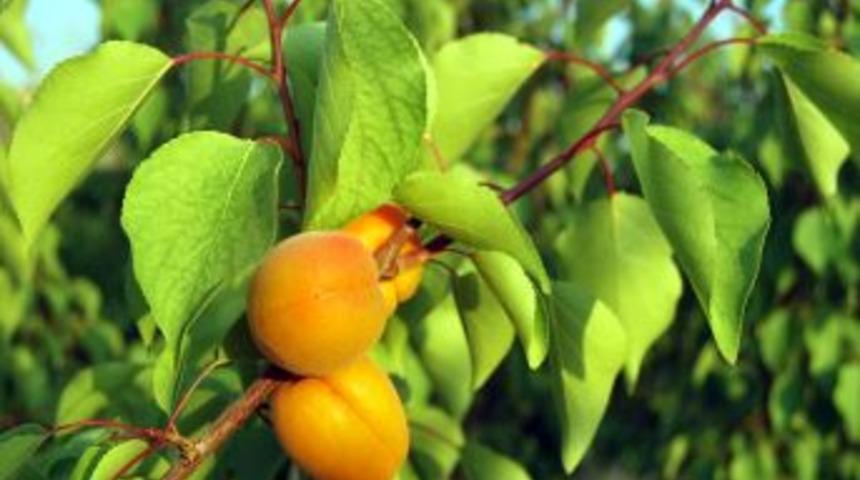 Mut'ta Erkenci Kayısı Hasadı Başladı