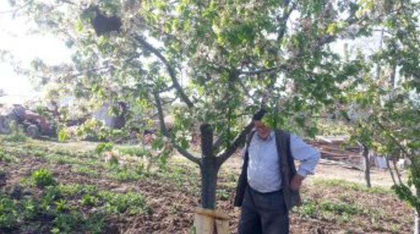 84 Yaşında Arıcı Hi&ccedil; Hasta Olmuyor.