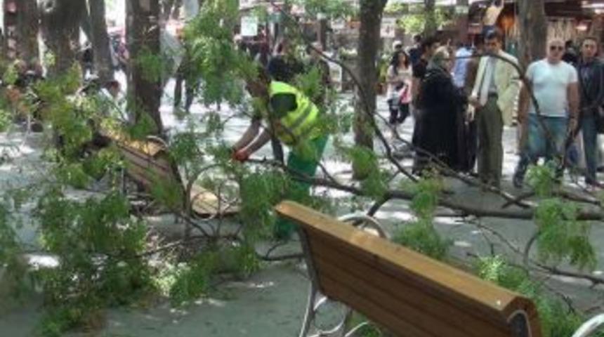 Yolda Yürürken Üzerine Ağaç Dalı Düştü