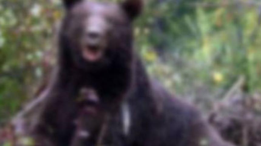 Ayı saldırdı, kayalıklardan d&uuml;ş&uuml;p &ouml;ld&uuml;