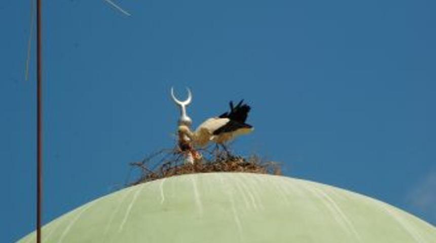 Taşağıl'da G&ouml;&ccedil;men Kuşların Yuvaları Korumaya Alındı