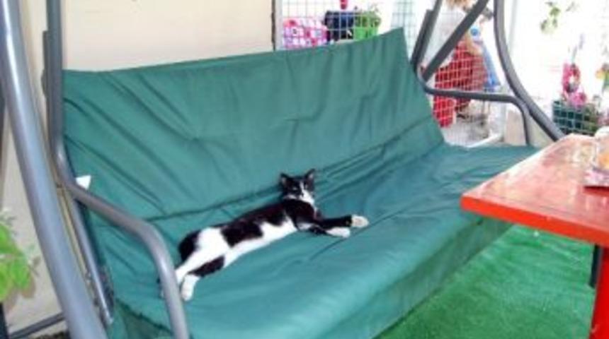 Bu Kafenin Sahibi Sokak Kedileri