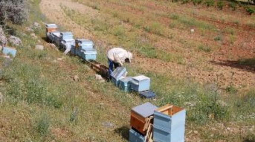 Arı Kovanları &Ccedil;alındı