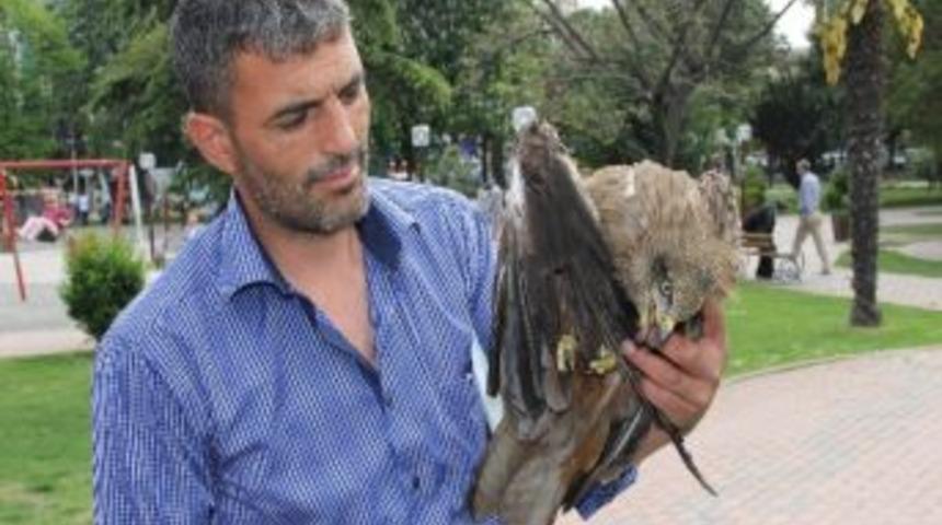 Kasap, Yaralı Şahine Sahip &Ccedil;ıktı