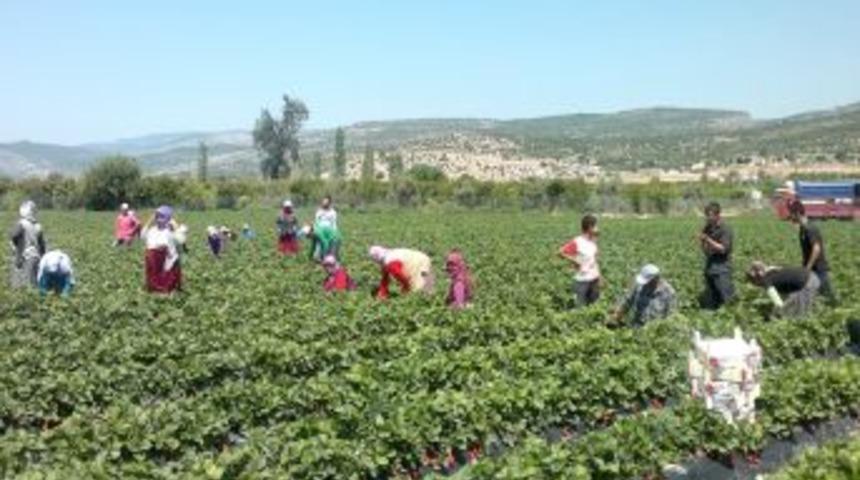 Yağmur Nedeniyle D&uuml;şen &Ccedil;ilek Kalitesi, Normale D&ouml;nd&uuml;