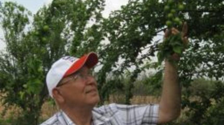 Toptan Erik Fiyatları Tepe Takla