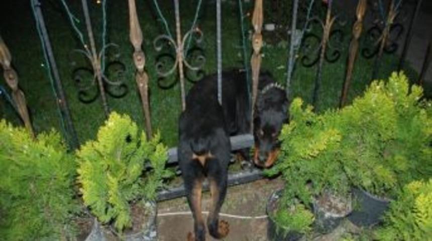 Sapanca&rsquo;da Gece Yarısı K&ouml;pek Kurtarma Operasyonu