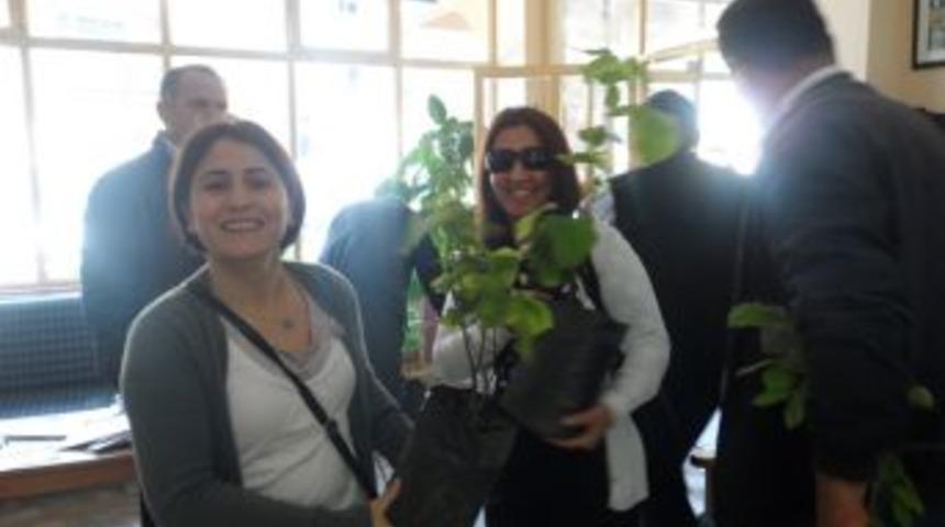 G&uuml;meli'de ıhlamur fidesi dağıttılar