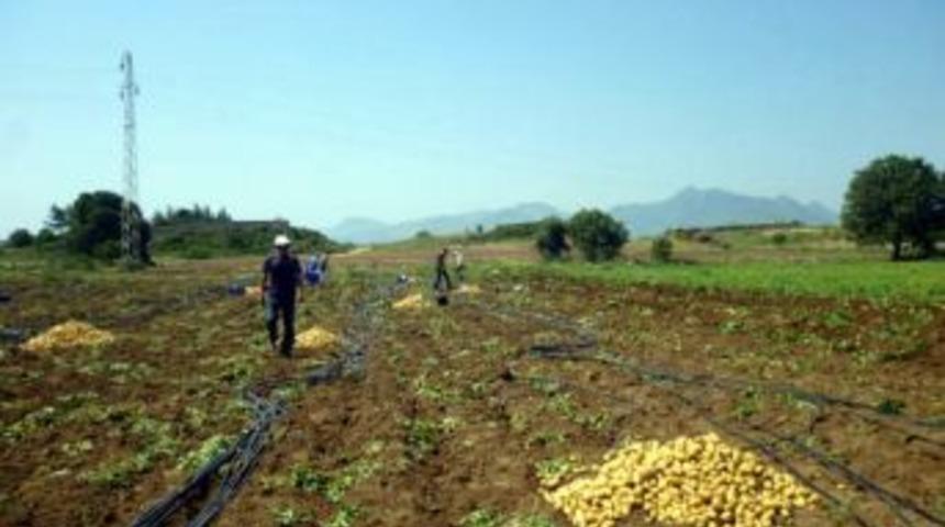 Dat&ccedil;a&rsquo;da Patates Sorununa &Ccedil;&ouml;z&uuml;m Aranıyor