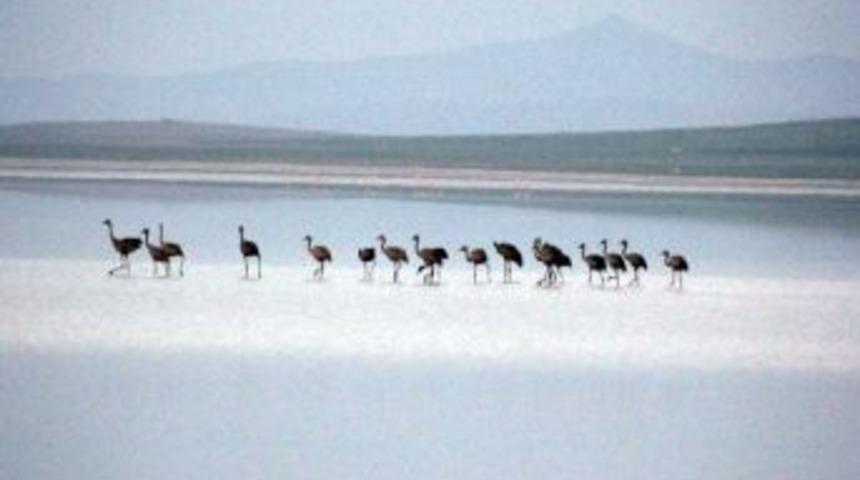 Seyfe G&ouml;l&uuml;'ne Turna Akını
