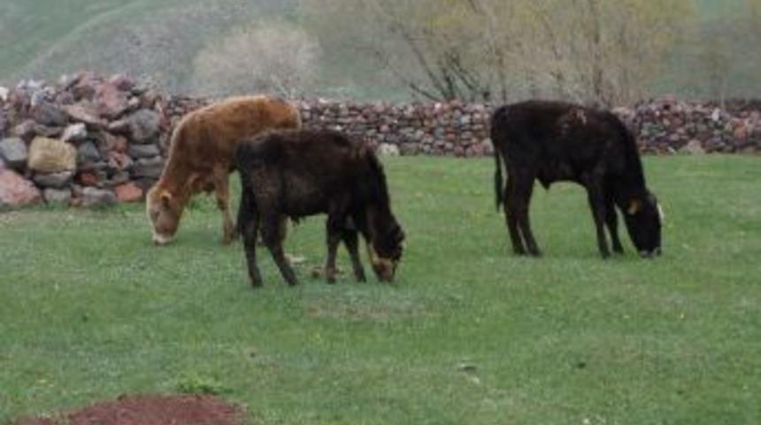 Erzurum'da Şapa Bağlı Hayvan Ölümleri Başladı