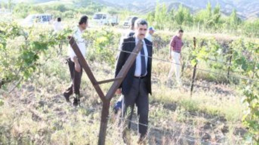 Elazığ'da Salkım G&uuml;vesine Karşı &Ccedil;iftleşme Saptırıcı Feromon Uygulaması