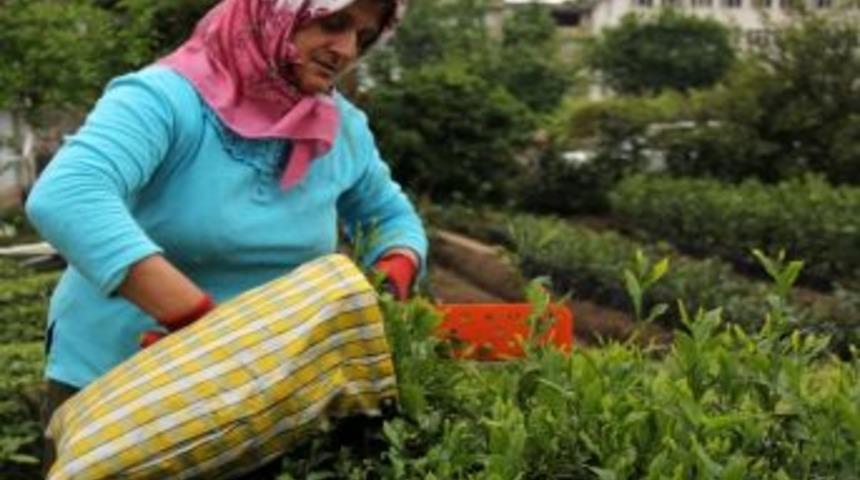 &Ccedil;ay Taban Fiyatı &Uuml;reticiyi Memnun Etmedi