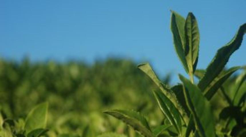 Yaş &Ccedil;ay Kilogram Fiyatı 1 Lira 35 Kuruş