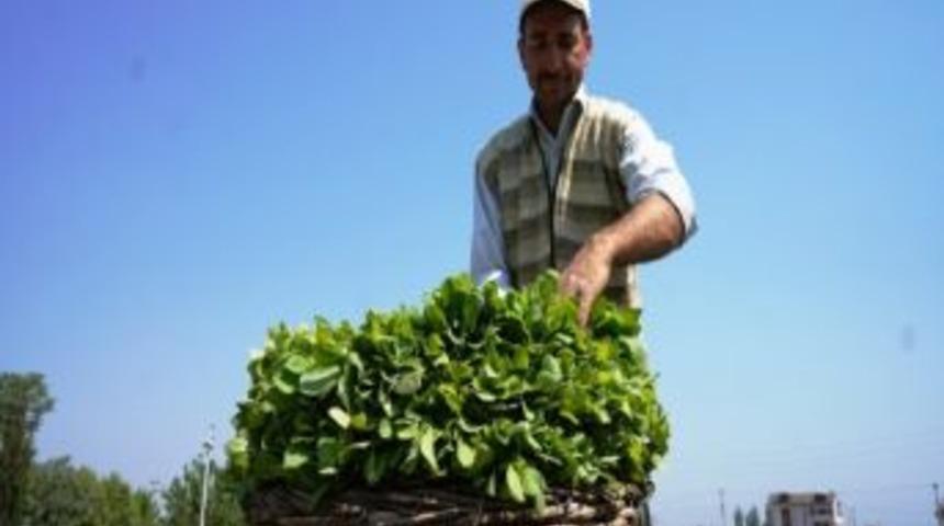 Sarıg&ouml;l&rsquo;de Kaliteli T&uuml;t&uuml;n Fidanı Satışlarına Başlandı