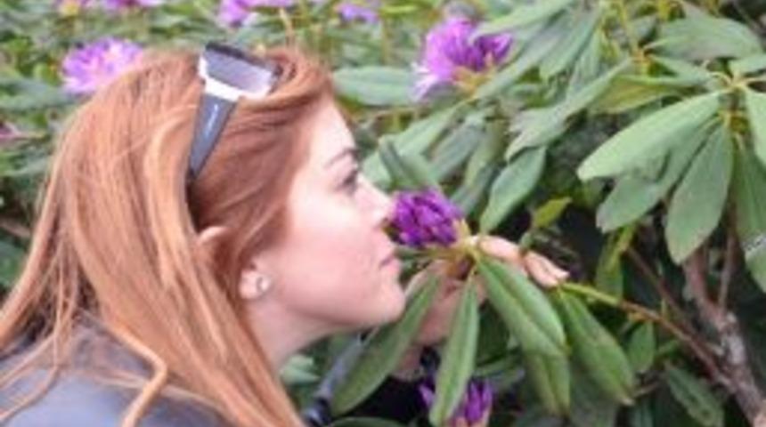 Yaylada Orman G&uuml;lleri A&ccedil;tı