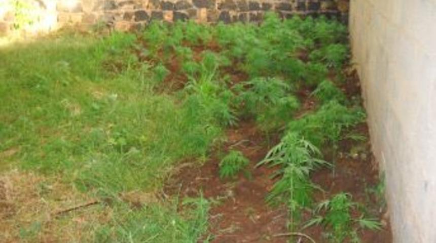 Evin Bah&ccedil;esine Hint Keneviri Eken Şahıslar Yakalandı