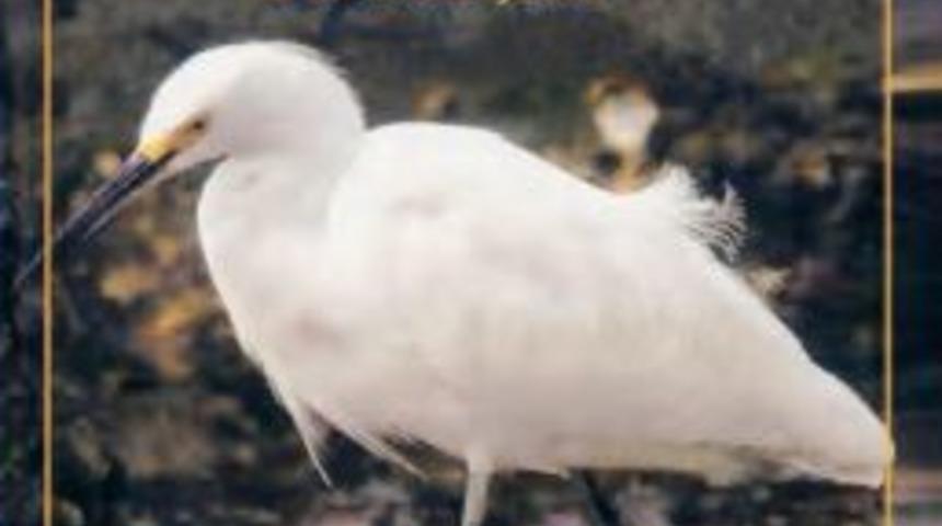 Prof. Dr. Cafer Turgut&rsquo;un Kitabı Yayımlandı