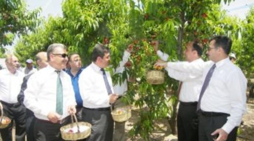 Tarsus'ta 'nektarin-şeftali Hasat Günü' Etkinliği