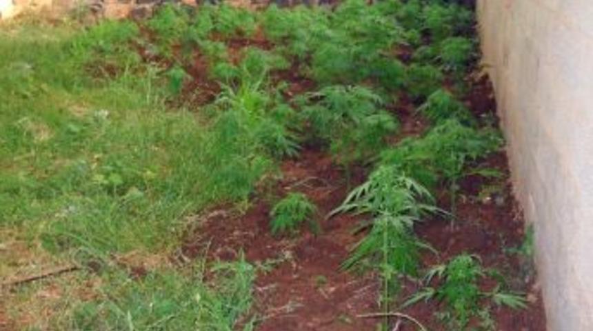 Viranşehir'de Evinin Bah&ccedil;esine Hint Keneviri Eken Şahıslar Yakalandı