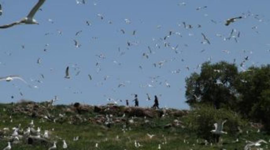 Adanın Hakimleri Martılar